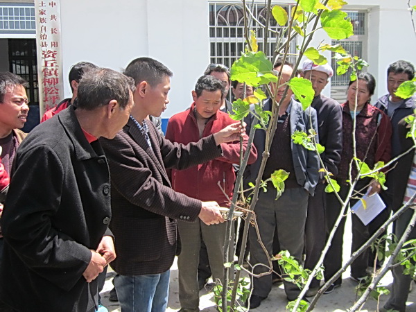 图为县林业专家指导农民核桃定杆.jpg