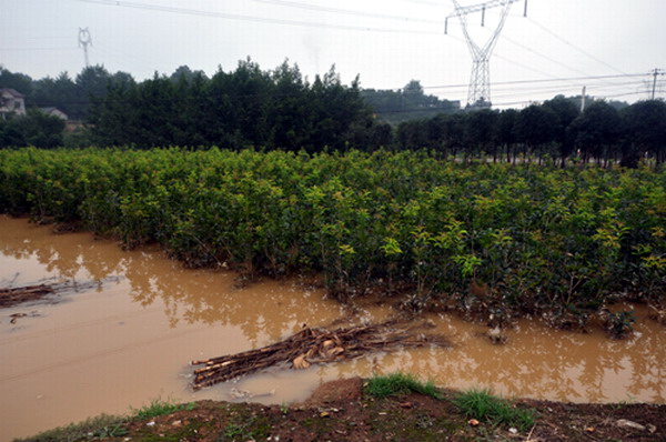 雨灾3被洪水浸泡的苗圃.JPG