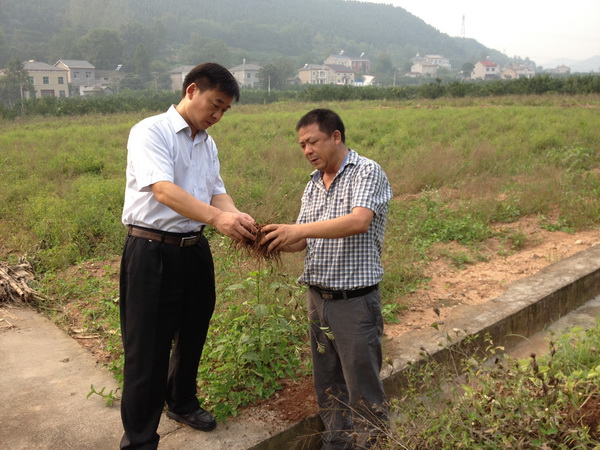 陈宏彦局长在郭中华的苍术基地调研.jpg